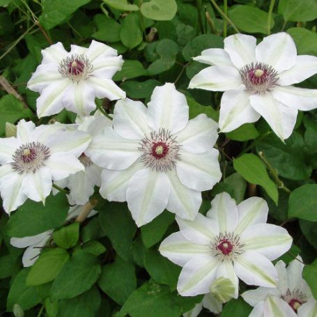 Picture of Miss Bateman Clematis Plant