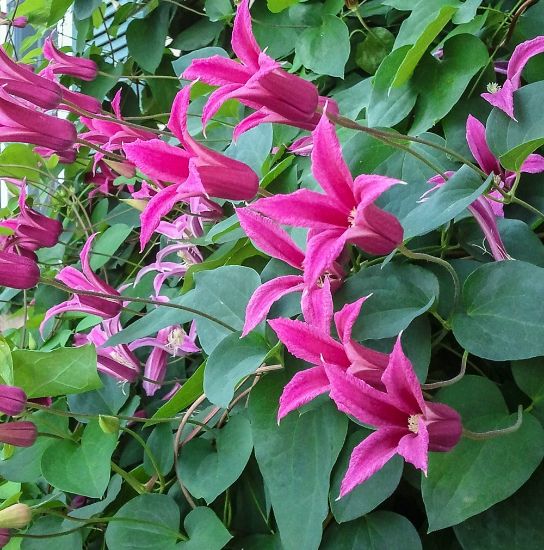 Picture of Princess Diana Clematis Plant