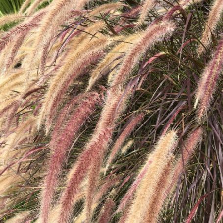 Picture of Burgundy Giant Pennisetum Grass Plant
