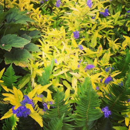 Picture of Gold Giant Caryopteris Plant