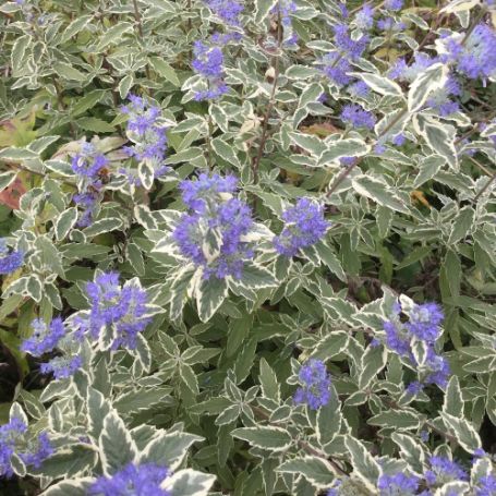 Picture of White Surprise Caryopteris Plant