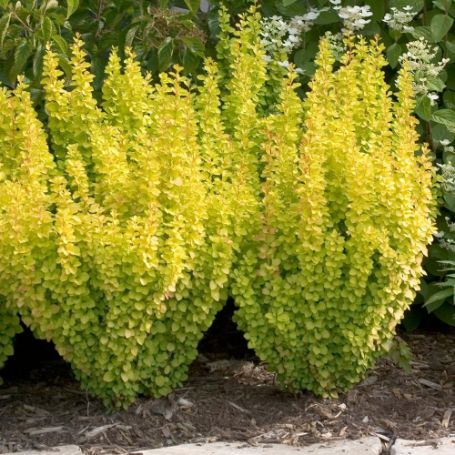 Picture of Sunjoy® Gold Pillar® Barberry