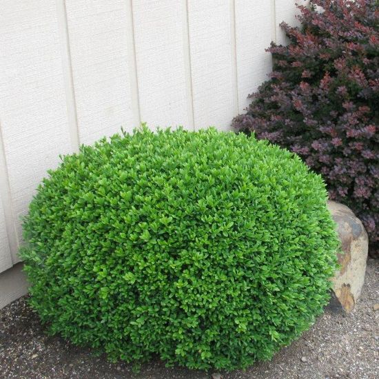 Picture of Green Gem Buxus