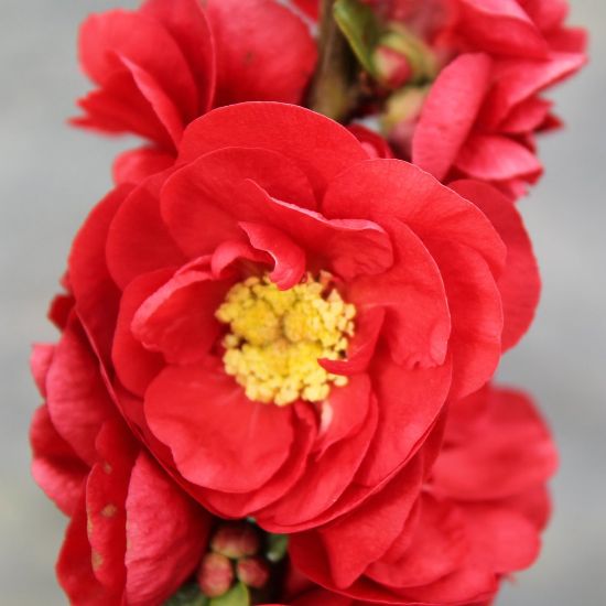 Picture of Double Take™ Scarlet Storm Chaenomeles Plant