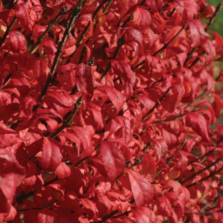 Picture of Fire Ball® Euonymus