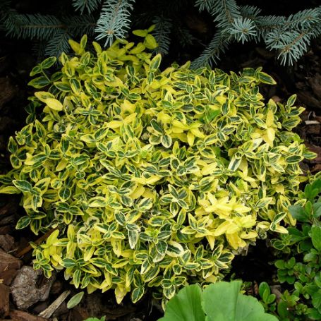 Picture of Emerald 'N Gold Euonymus