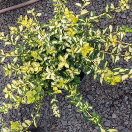 Picture of Blondy Euonymus