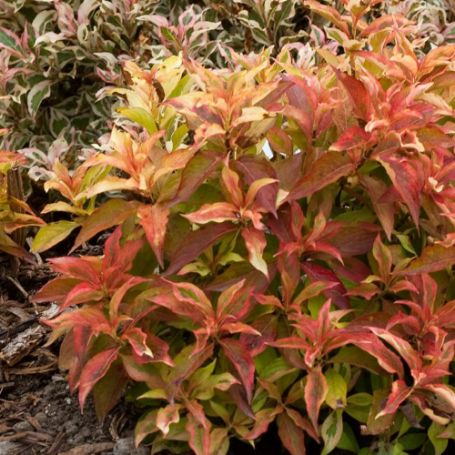 Picture of My Monet® Sunset Weigela Plant