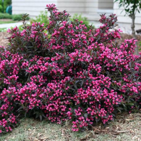 Picture of Spilled Wine® Weigela Plant