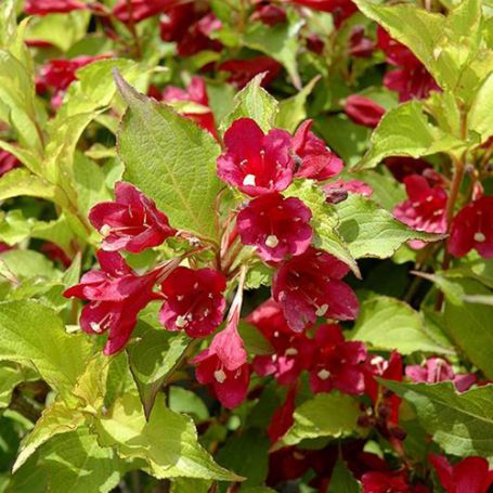 Picture of Sonic Bloom® Ghost® Weigela Plant