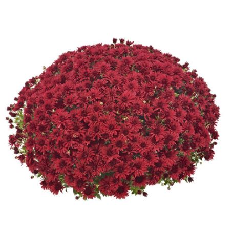 Picture of Belgian Mum® Granata Red Plant
