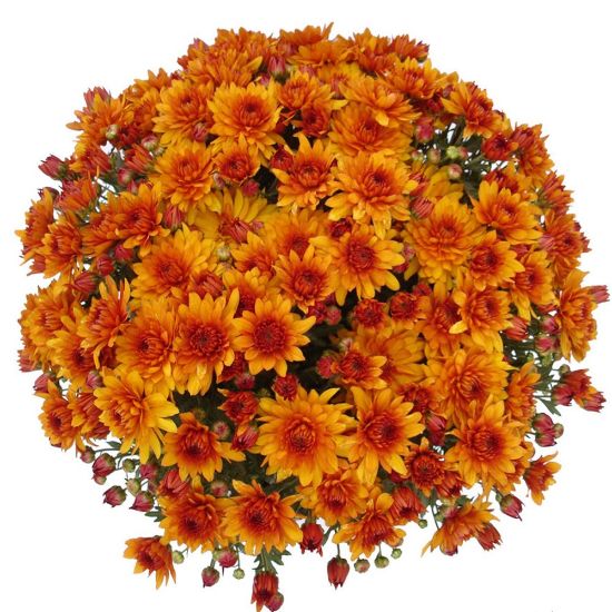 Picture of Belgian Mum® Mika Orange Plant
