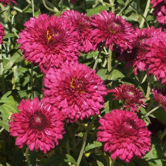 Picture of Purple Waters Perennial Mum Plant