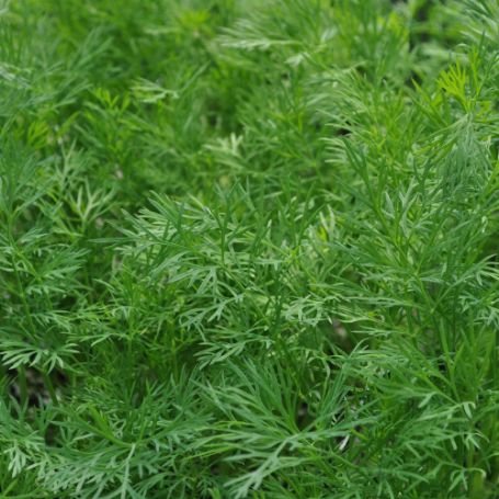 Picture of Dukat Dill Herb Plant