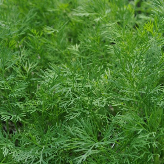 Picture of Dukat Dill Herb Plant