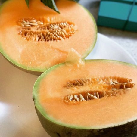 Picture of Hale's Best Jumbo Cantaloupe Plant