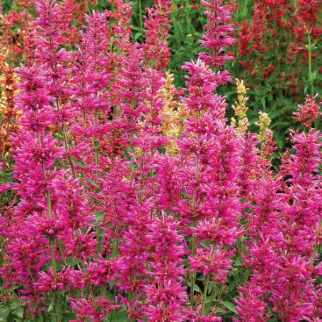 Picture of Summer Love Agastache Plant