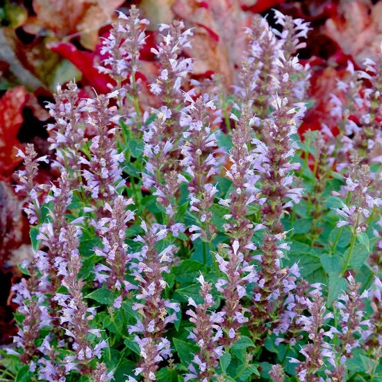 Picture of Summer Sky Agastache Plant