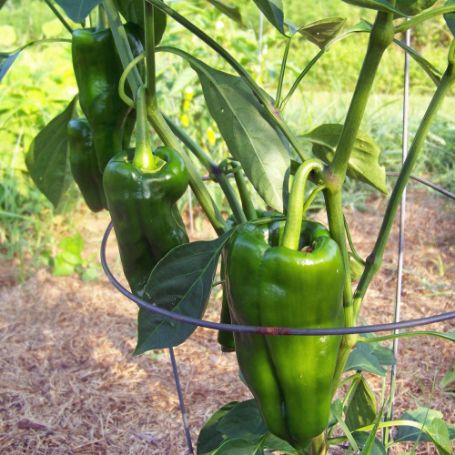 Picture of Poblano Hot Pepper Plant