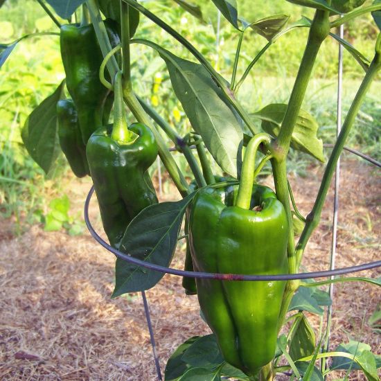 Picture of Poblano Hot Pepper Plant