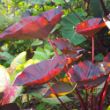 Picture of Tea Party Colocasia Plant