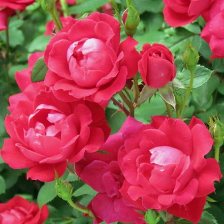Picture of Knock Out® Double Red Rose Bush
