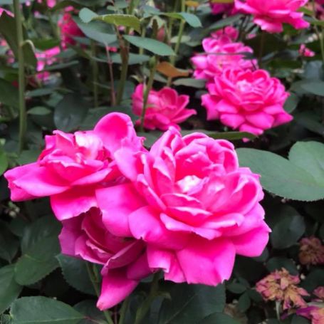 Picture of Knock Out® Double Pink Rose Bush