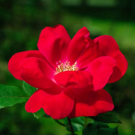 Picture of Knock Out™ Red Rose Bush