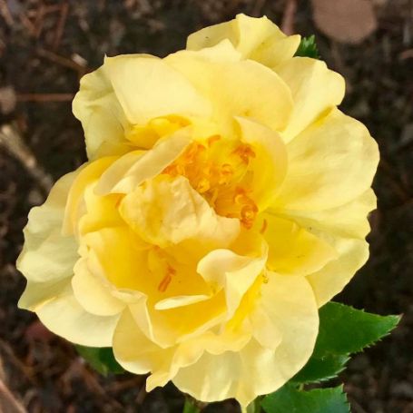 Picture of Knock Out® Easy Bee-zy Rose Bush