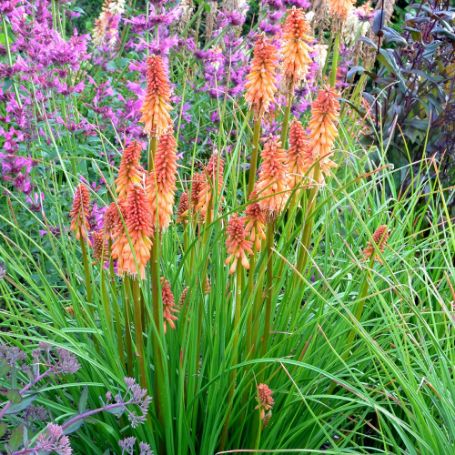 Picture of Creamsicle Kniphofia Plant
