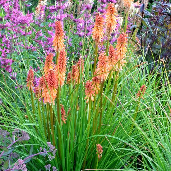 Picture of Creamsicle Kniphofia Plant