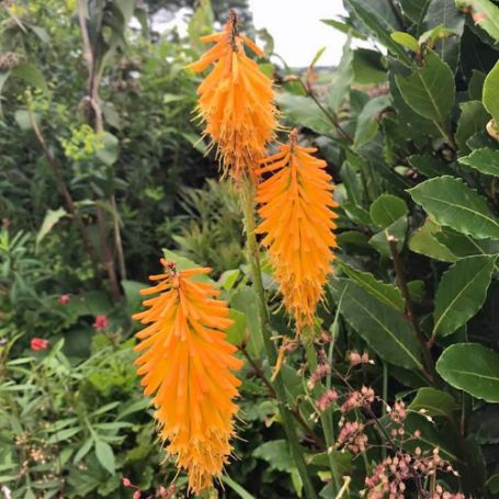Picture of Mango Popsicle Kniphofia Plant