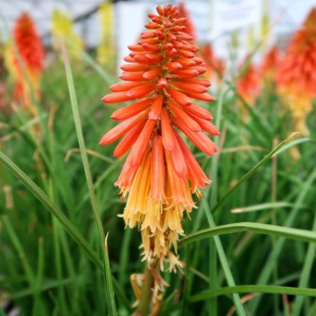 Picture of Papaya Popsicle Kniphofia Plant