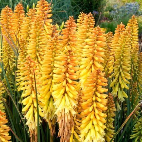 Picture of Pineapple Popsicle Kniphofia Plant