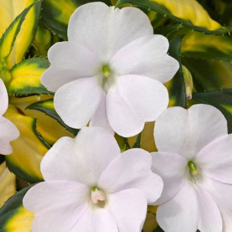 Picture of SunPatiens® Vigorous Tropical White Impatiens Plant
