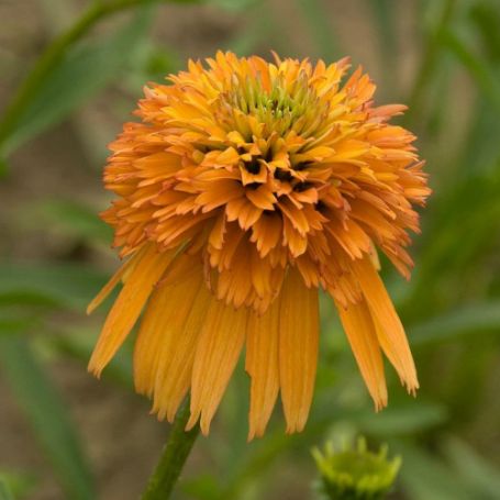 Picture of Marmalade Echinacea Plant