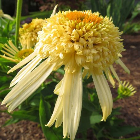 Picture of Secret™ Joy Echinacea Plant