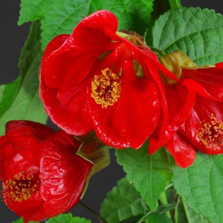 Picture of Lucky Lantern Red Abutilon Plant