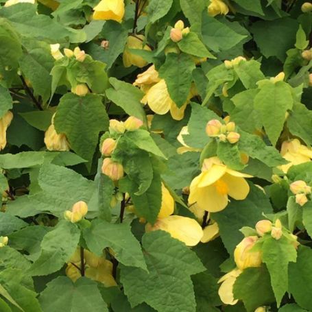 Picture of Lucky Lantern Yellow Abutilon Plant