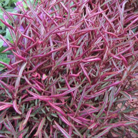 Picture of Burgundy Thread Alternanthera Plant