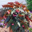 Picture of Lana Begonia Plant