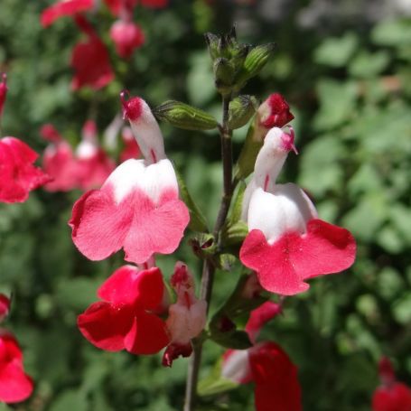 Picture of Hot Lips Salvia Plant
