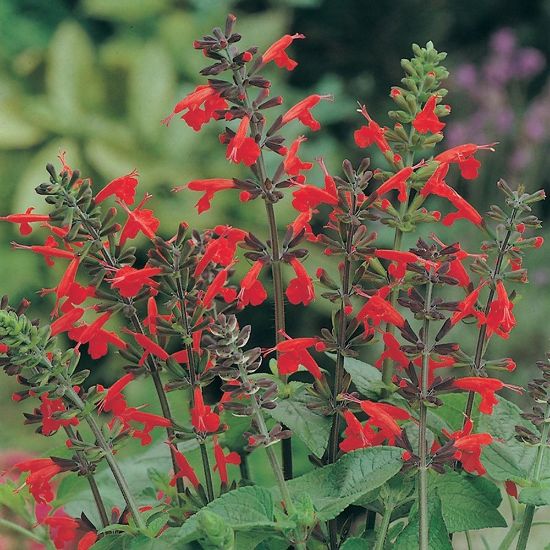 Picture of Lady in Red Salvia Plant