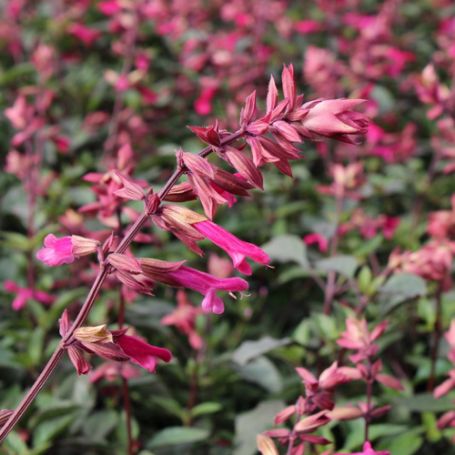 Picture of Wendy's Wish Salvia Plant