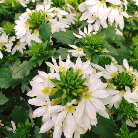 Picture of Bombay White Scaevola Plant