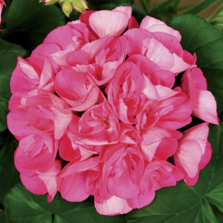 Picture of Americana™ Pink Geranium Plant