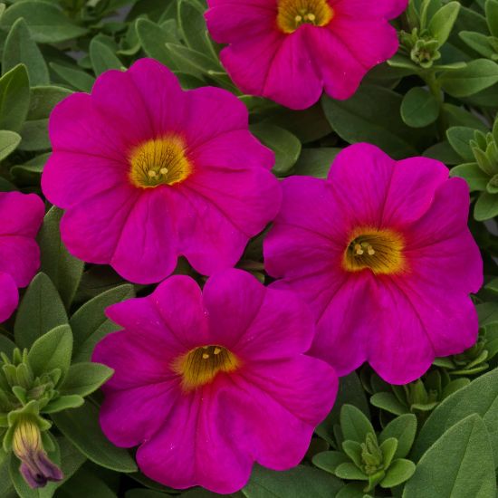 Picture of SuperCal® Neon Rose Petchoa Plant