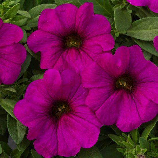 Picture of SuperCal® Purple Petchoa Plant