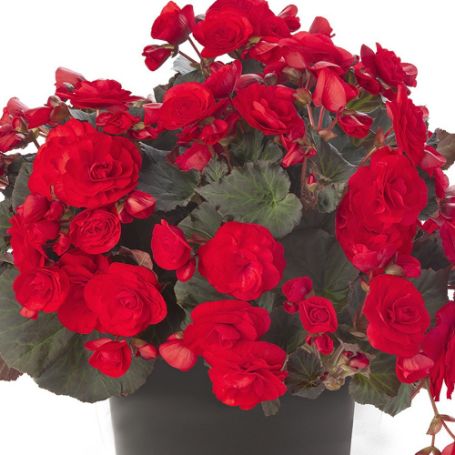 Picture of Solenia® Red Improved Begonia Plant