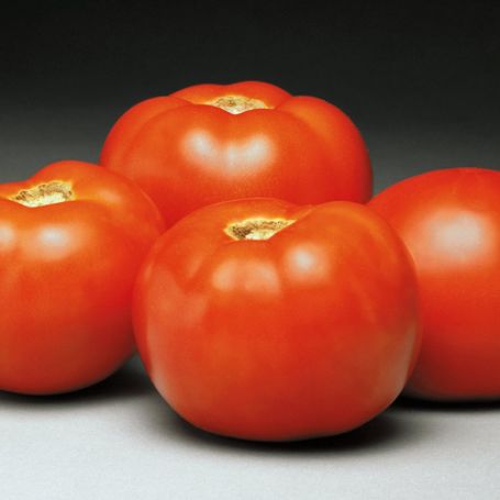 Picture of Better Bush Tomato Plant